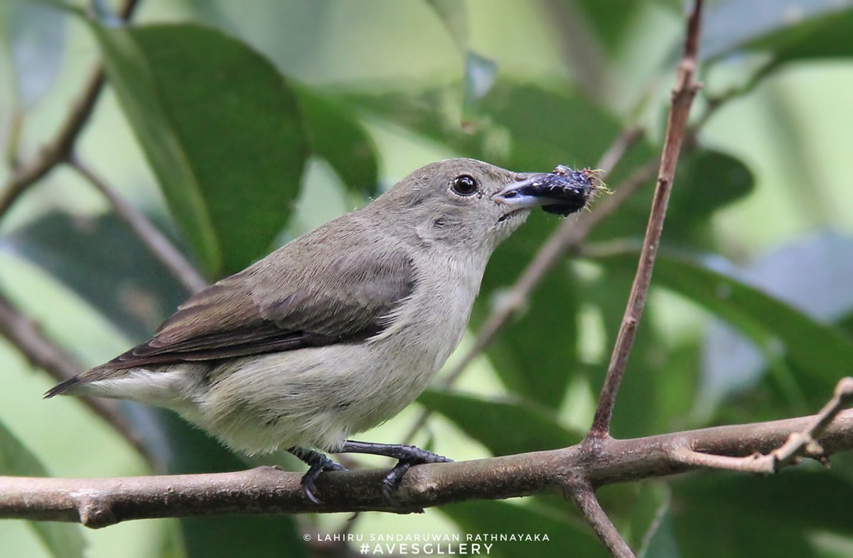 Dicaeum erythrorhynchos Latham, 1790